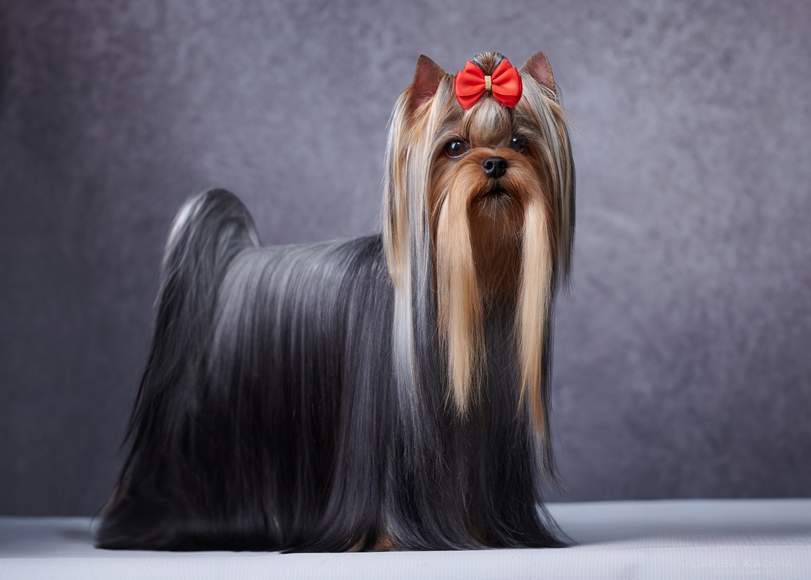 AGAIN LOVE JEANNETTE — Labaza DogPedigree YorkshireTerrier